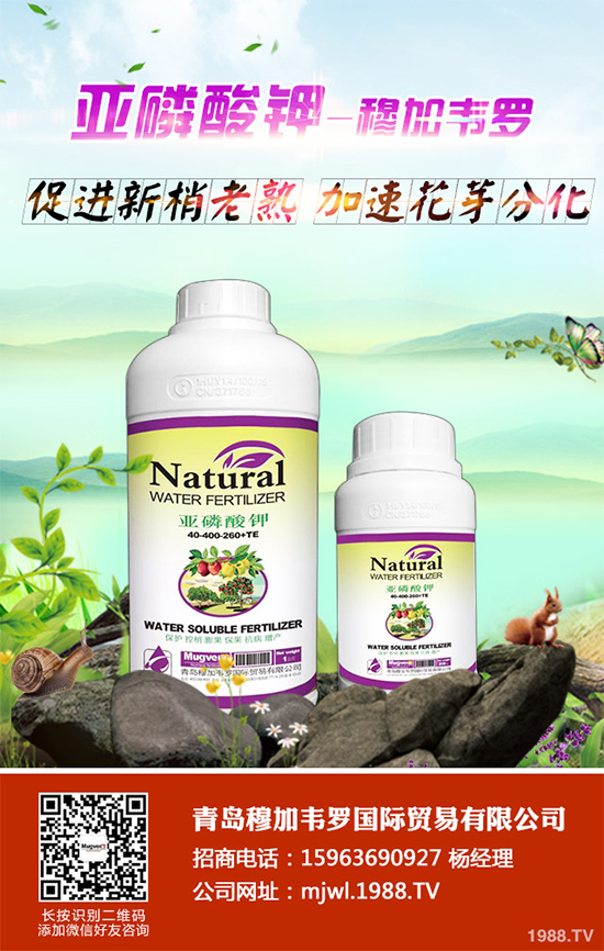 甘藍(lán)軟腐病有哪些癥狀表現(xiàn)?是如何發(fā)生的?甘藍(lán)軟腐病預(yù)防措施