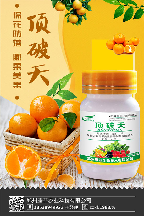 柑橘為什么會(huì)黃葉?柑橘黃葉的解決措施!