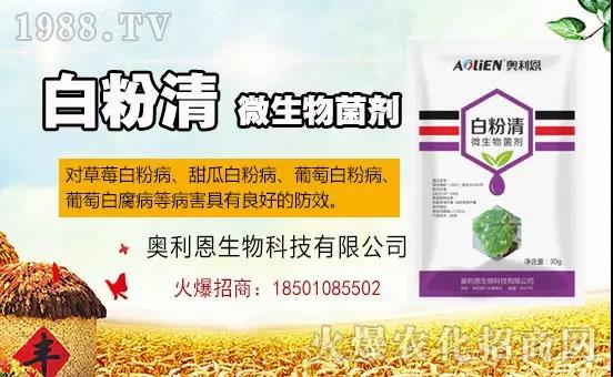 白粉病“反復難纏”? 記住這個藥,高效防治白粉病,鏟除!