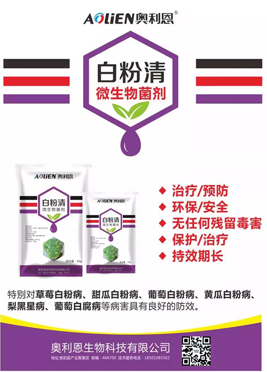 白粉病“反復難纏”? 記住這個藥,高效防治白粉病,鏟除!