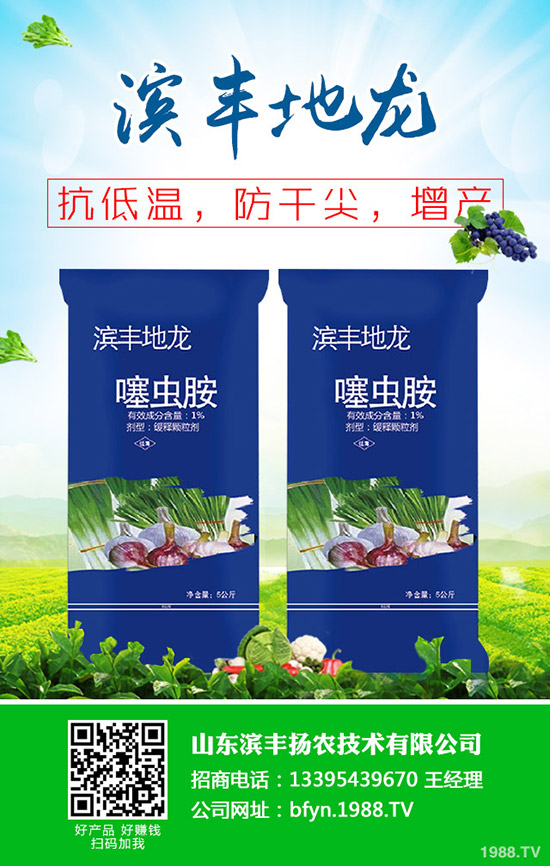 2020年早春玉米適合種植品種?如何育苗?春玉米育苗移栽技術!