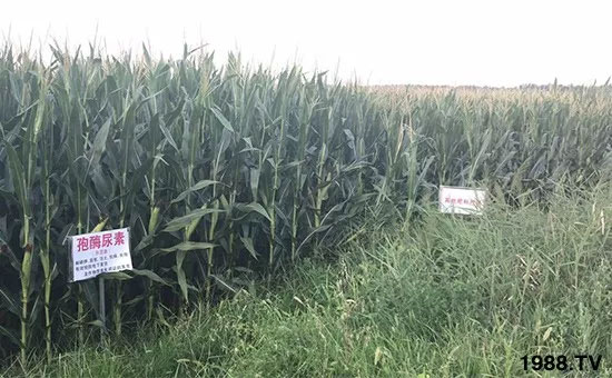 �ٿ���С�����a1471��pø����ȫ�����������߮a������֮�o����