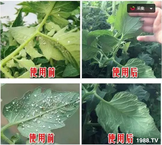     ���θ߿��԰׷�ʭ�������x����һ���Ɣ�