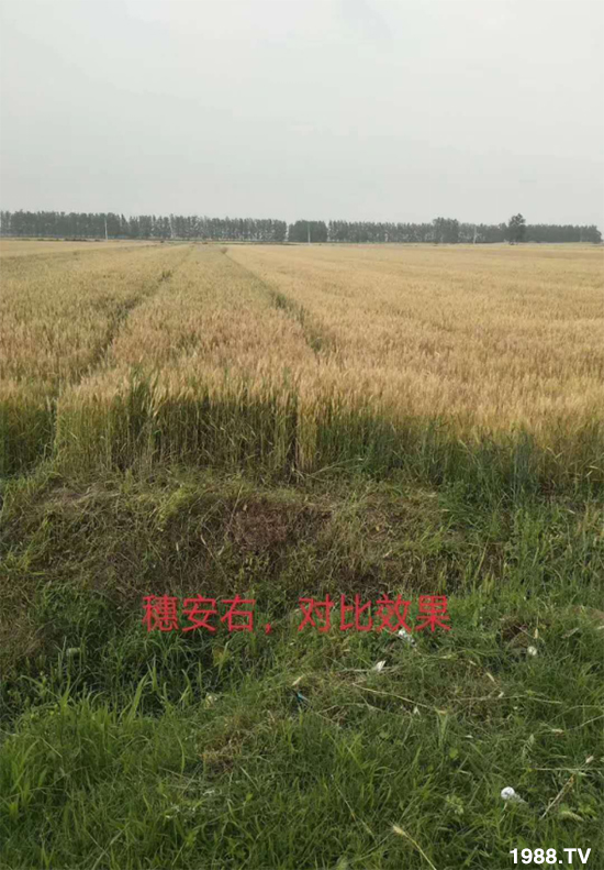 С����ù��Σ�����c(di��n)������С����ù����ʲôˎ��