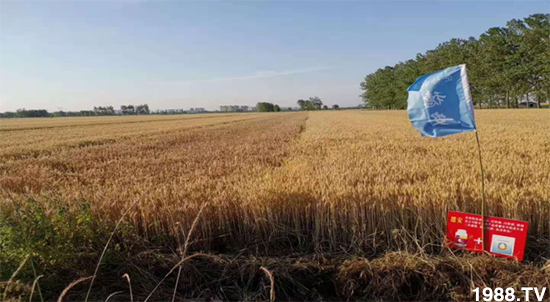 С����ù��Σ�����c(di��n)������С����ù����ʲôˎ��