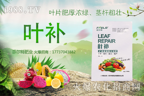 無(wú)花果種植前景怎么樣?無(wú)花果種植時(shí)間和方法!