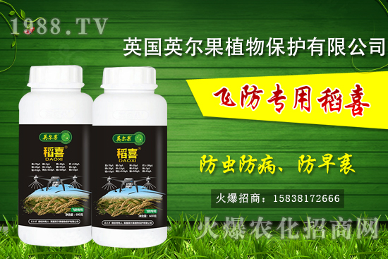 警惕!水稻早衰現(xiàn)象危害大!水稻早衰是什么原因,該怎么防治?