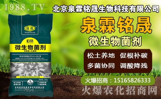 芒果什么時(shí)間種植,芒果種植方法及控水時(shí)期!