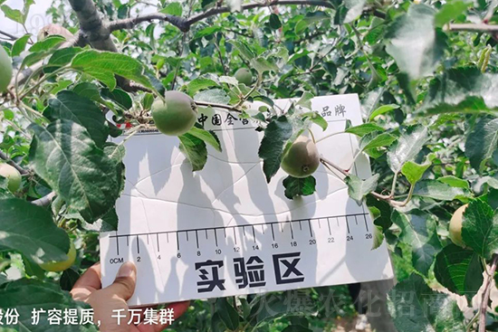 蘋果果個(gè)小是什么原因?解決對(duì)策有哪些?