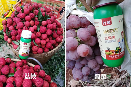 �t���ء�ֻ���Dɫ�������Dɫ���������߼t���ó